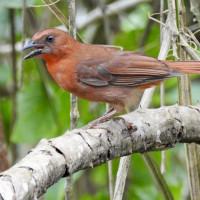 Red-throated Ant-Tanager